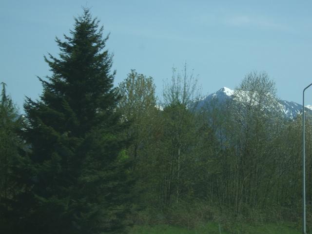 DSCF0794 Huge pine tree with mountain