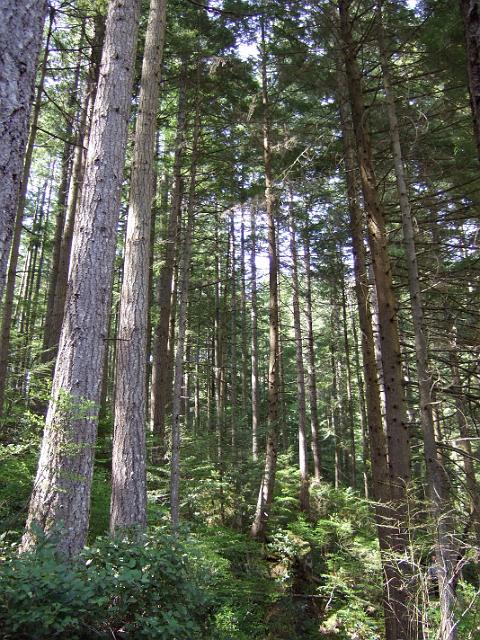 DSCF0807 Tall trees on Little Si