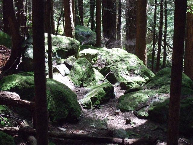 DSCF0822 More moss-covered rocks