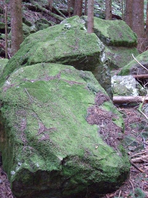 DSCF0827 Close up of moss-covered rocks