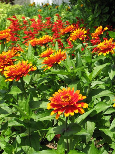 IMG_2572 Really pretty red/orange/yellow flowers