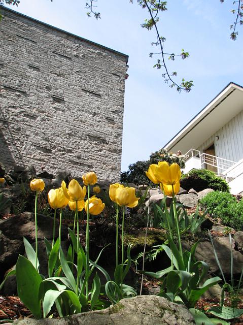 IMG_1678 Yellow Tulips near the sidewalk