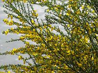 IMG_1838 Pretty yellow plant near the Fremont Canal