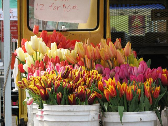 IMG_1409 Tulips at the farmers market