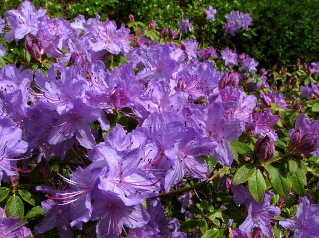 IMG_1489 Purple flowers on UW campus