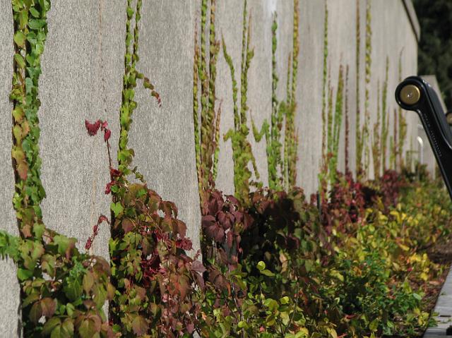 IMG_4038 Vines growing on the wall