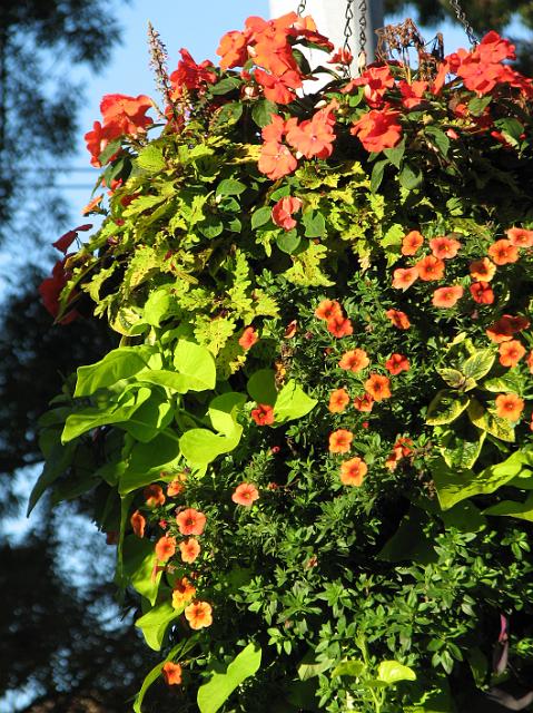 IMG_4102 Hanging pot of flowers