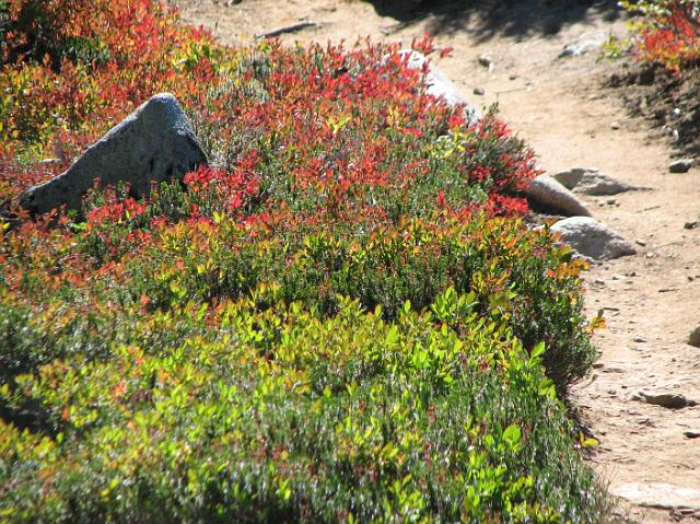 IMG_8503 Pretty red, orange, and yellow bushes