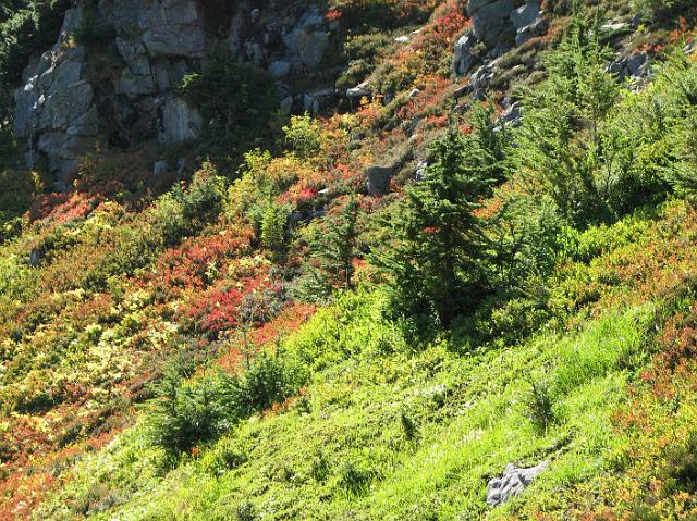 IMG_8540 Flowery meadow on the mountainside