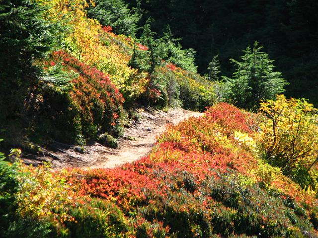 IMG_8564 Really bright red and orange bushes along the trail