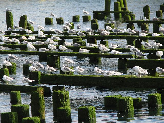 IMG_3160 Seagulls on the Columbia River