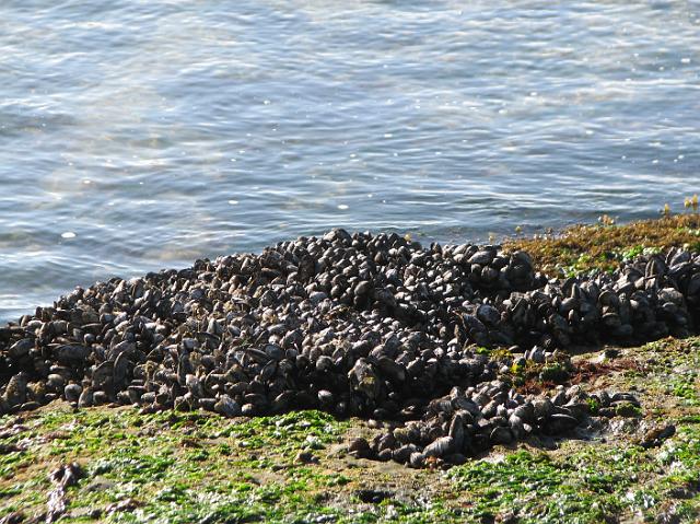 IMG_3653 Sea life growing on rocks at low tide