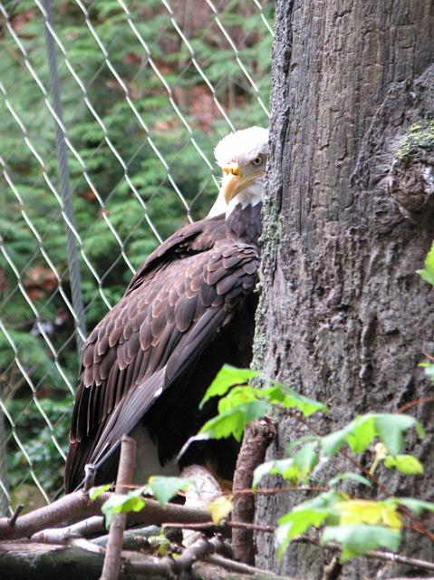 IMG_9451 An eagle