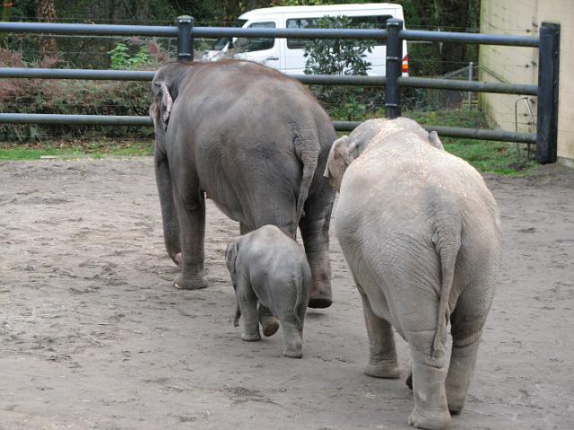 IMG_9540 Elephant family