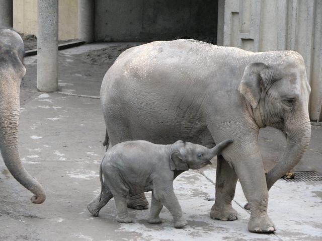 IMG_9544 Baby elephant with parents