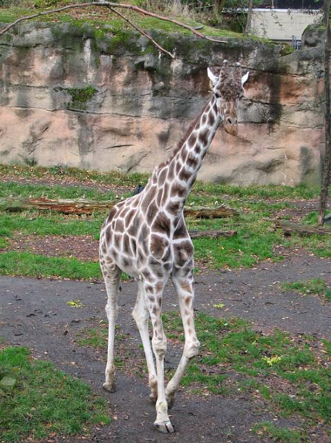 IMG_9600 Giraffe