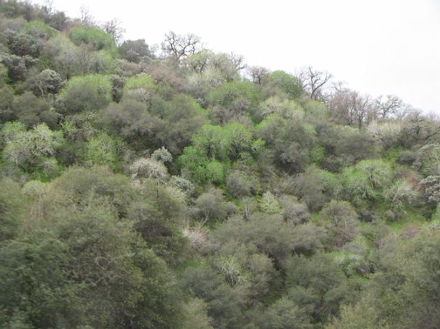 IMG_4395 Some pretty trees and bushes on a hill.