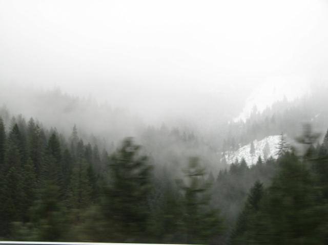 IMG_4477 The beautiful evergreen trees and snowy mountains.