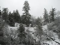 IMG_4497 Pretty snow and trees.