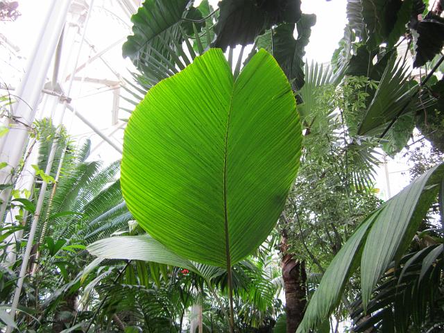 IMG_0591 Big leaf inside the conservatory