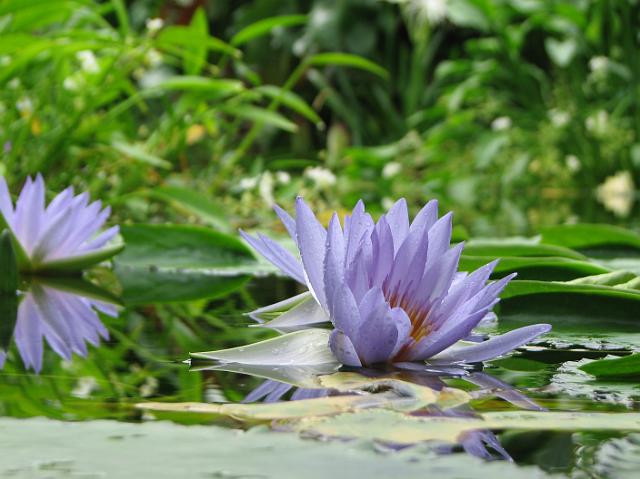 IMG_4997 Water lillies