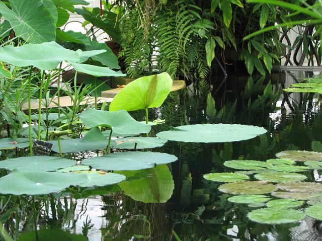 IMG_5006 Big lily pads