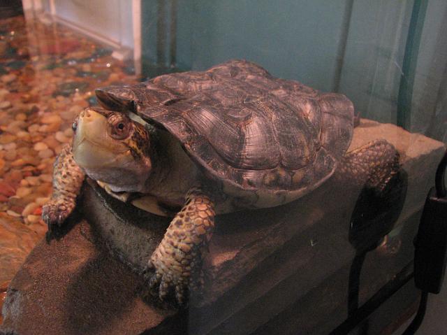 IMG_8400 Our friend's girlfriend's pet turtle