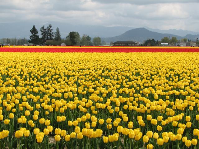 IMG_1360 Lots of yellow and red tulips