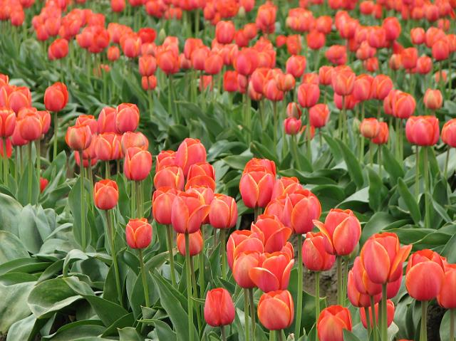 IMG_1377 Peach tulips