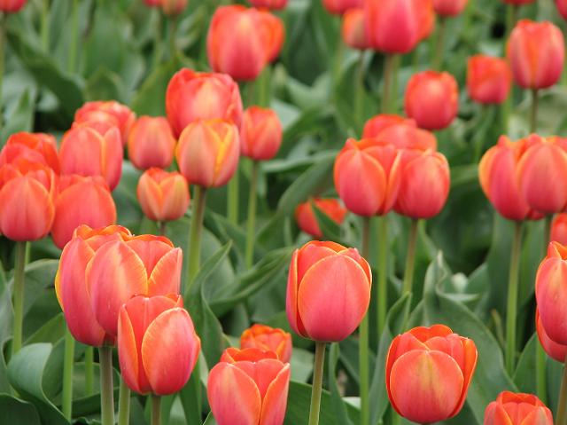 IMG_1398 Close up of the peach tulips