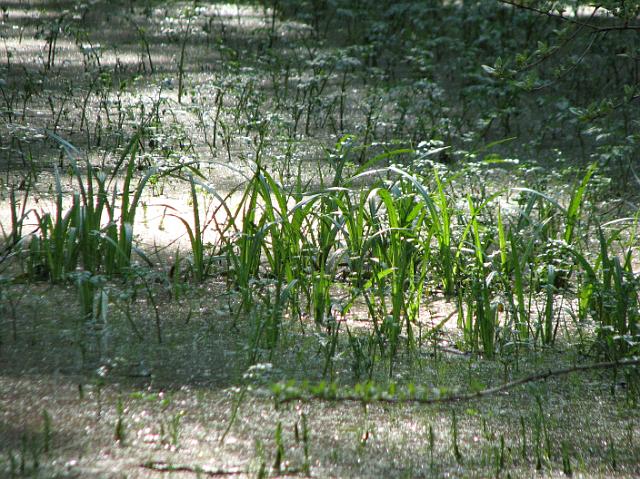 IMG_1467 Grass growing in wetland area