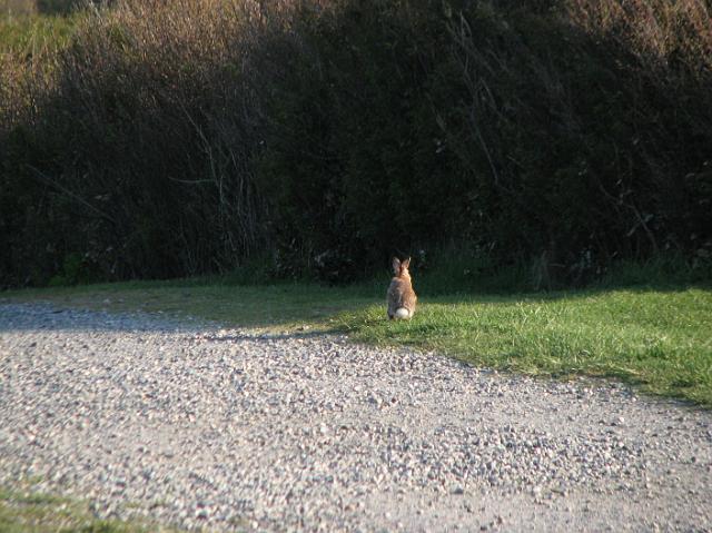 IMG_1507 We saw rabbits at Fort Casey State Park