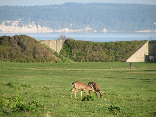 IMG_1522 We saw deer too