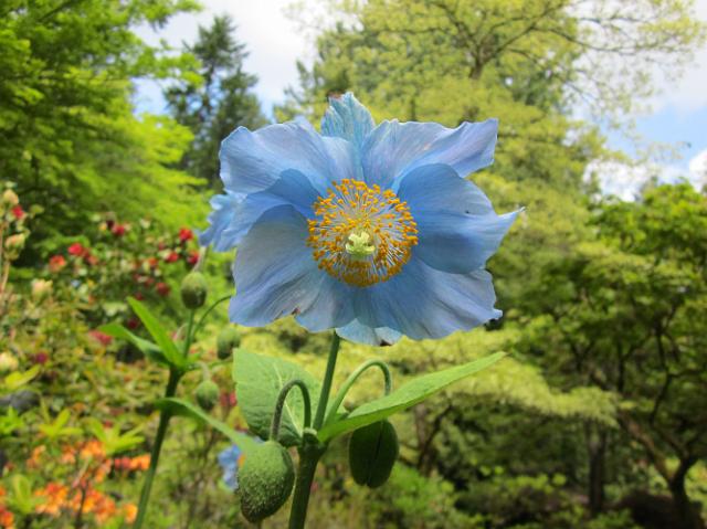 IMG_0965 Interesting baby blue flower