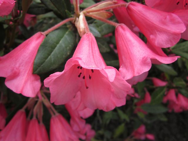 IMG_0972 Pretty pink flowers