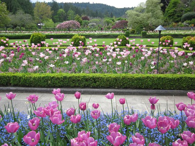 IMG_0990 Purple and pink tulips