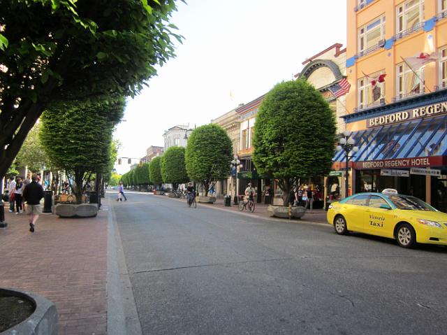 IMG_1035 Manicured trees along Government St in Victoria