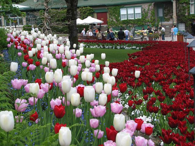 IMG_5276 White tulips, pink tulips, and deep red tulips