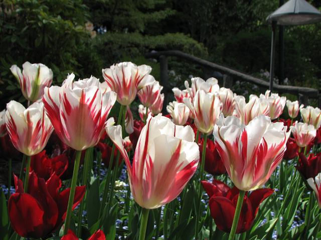 IMG_5283 Pretty red and white tulips