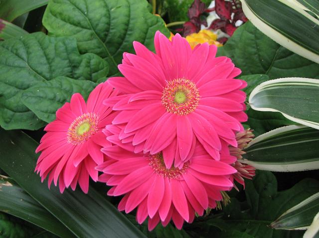 IMG_5474 Pretty pink flowers