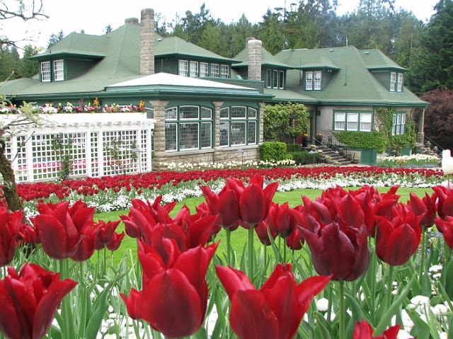 IMG_5482 Red tulips and Butchart house