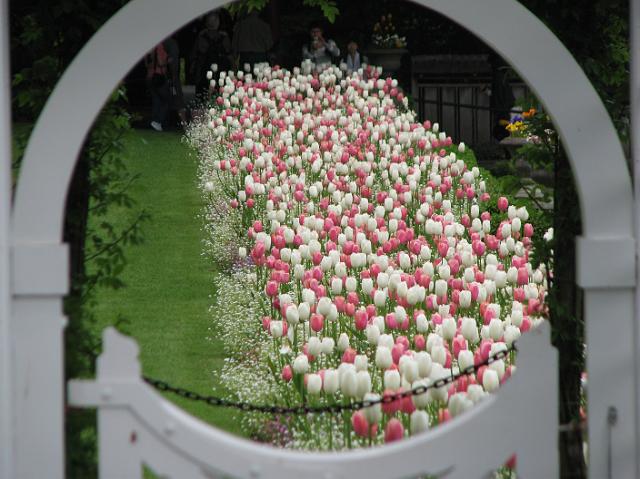 IMG_5486 White and pink tulips