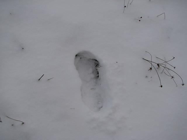 IMG_9879 Footprint