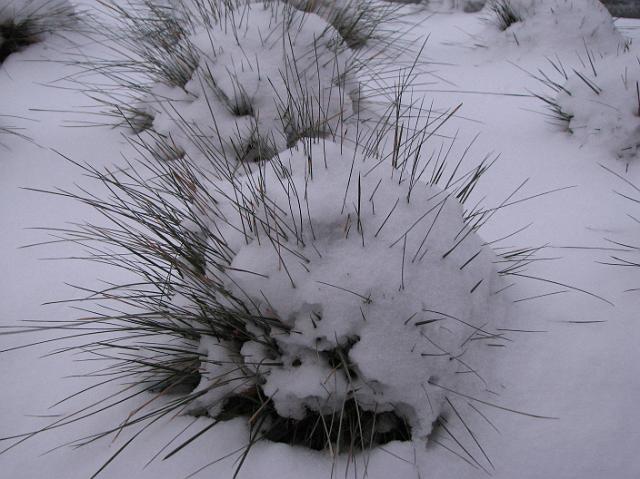 IMG_9923 Weird looking bushes with snow