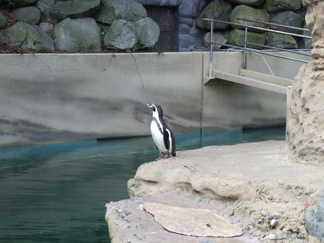 DSCF0456 Penguin