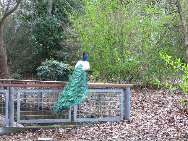 DSCF0462 The peacock fanned out it's feathers a few times.