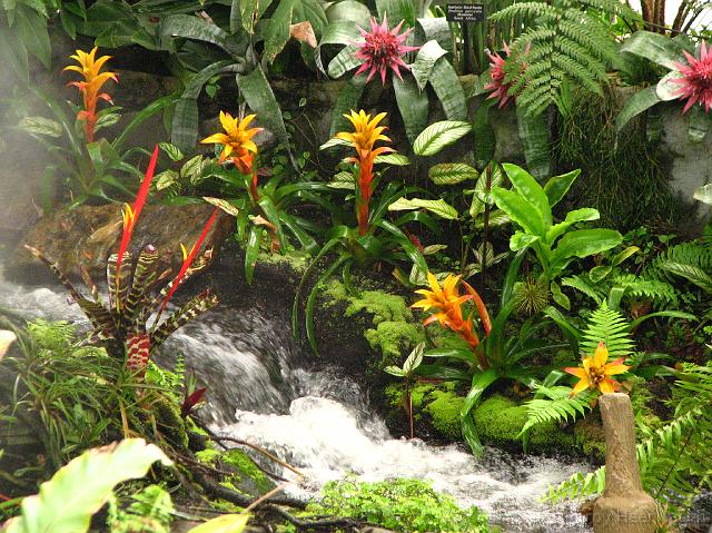 IMG_2374 Some of the plants at the conservatory are pretty colorful.