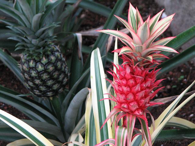 IMG_2389 I found these plants strange and interesting.They look like pineapples, but I've never seen a bright red pineapple.