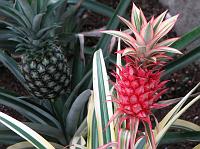 IMG_2389 I found these plants strange and interesting.They look like pineapples, but I've never seen a bright red pineapple.